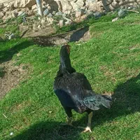 مرغ لاری|حیوانات مزرعه|سروآباد, |دیوار