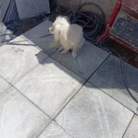 سگ پامر