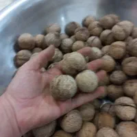 گردو بوانات|خوردنی و آشامیدنی|شیراز, سعدیه جنوبی|دیوار