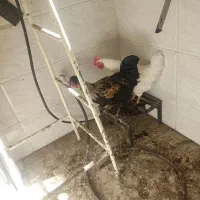 مرغ و خروس