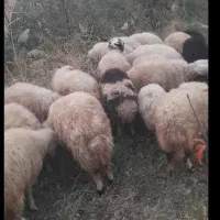 بره نر و ماده  داشتی مناسب برای پروار  چکی هم میدم|حیوانات مزرعه|کرفتو, |دیوار