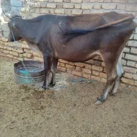 گاو زایده با گوساله نر جنس خوب|حیوانات مزرعه|جیرفت, |دیوار