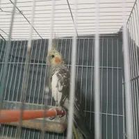 عروس هلندی جفت