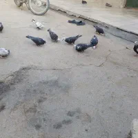 کبوتر پلاکی بزک