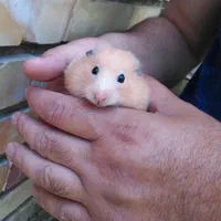 فروش همسترهای نازواهلی تکی و کلی