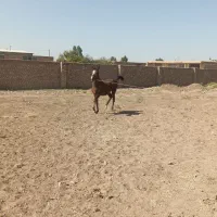 کره مادیان|اسب و تجهیزات اسبسواری|رفسنجان, |دیوار