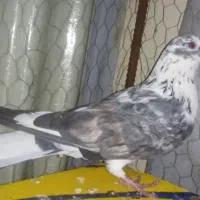 مشتری گرامی