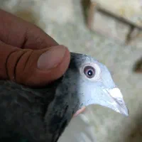 جان آردن اصل