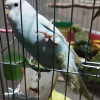 مرغ عشق جوان معاوضه با قناری