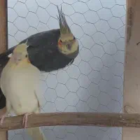 معاوضه با ملنگو