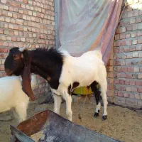 یک عدد پاچن