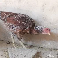 فروش مرغ و خروس لاری 700|حیوانات مزرعه|شیراز, نصر|دیوار