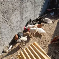 مرغ و خروس