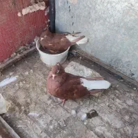 پنج جفت کفتر طوقی کاکولی به شرط تخم و جوجه