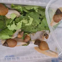 حلزون های آچاتینا (رایگان)
