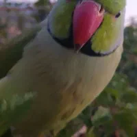 طوطی ملنگو گم شده