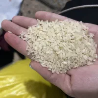 برنج قیمت عمده