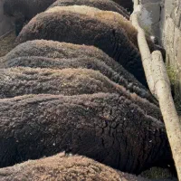 بره چاق|حیوانات مزرعه|شریفآباد, |دیوار