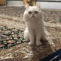 گربه پرشین|گربه|زاهدان, |دیوار