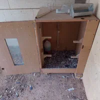 لانه کبوتر یا مرغ|لوازم جانبی حیوانات|شیراز, کیان آباد|دیوار