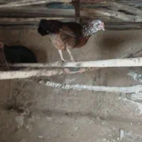 مرغ خروس محلی|حیوانات مزرعه|بانه, |دیوار