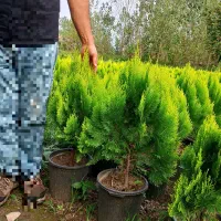 کامیس پاریس زعفرانی ونوکدار
