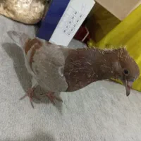 کفتر|پرنده|نظرآباد, مسکن مهر نظرآباد|دیوار