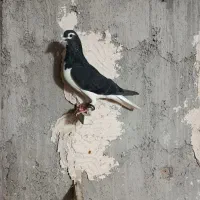 کفتر