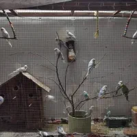 فروش پرنده مرغ عشق همراه با قفس