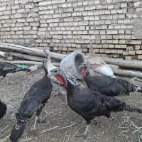 بوقلمون