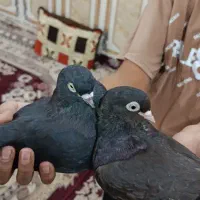 سیاه هندی|پرنده|بندر ماهشهر, |دیوار