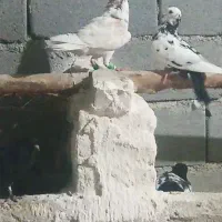 کبوتر پرشی