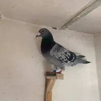 آلمانی|پرنده|مشهد, ادیب نیشابوری (شهرک غرب)|دیوار