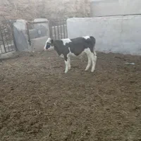 گوساله نر سیمیتال