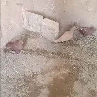 ۴ عدد کفتر خوب