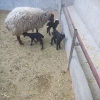 میش شال و همو دوقلو و سه قلو زا