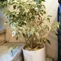 گیاه بنجامین ابلق|گل و گیاه طبیعی|شهریار, شهریار|دیوار