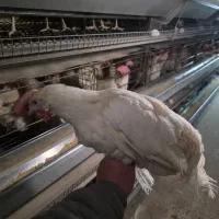 مرغ سفید|حیوانات مزرعه|قیدار, |دیوار