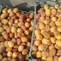 رطب برحی ابادان