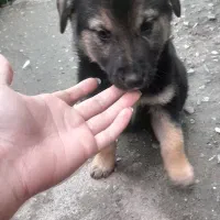 میکس ژرمن و روتوایلر