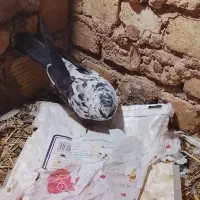 کبوتر سوسکی