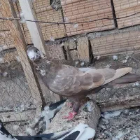 کفتر کبوتر