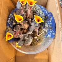 جوجه مینا و جوجه طوطی سبز درجه ۱ تعداد محدود