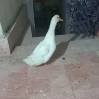 اردک