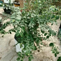 فروش نهال بلوبری ۵ ساله