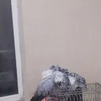 کاسکوی گمشده