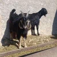 چپش و بز آبستن و کهره نر تخت|حیوانات مزرعه|مرودشت, شهرک مهدیه|دیوار