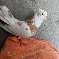 کبوتر نقابی