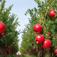 نهال انار چندساله