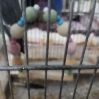 دوتا عروس هلندی